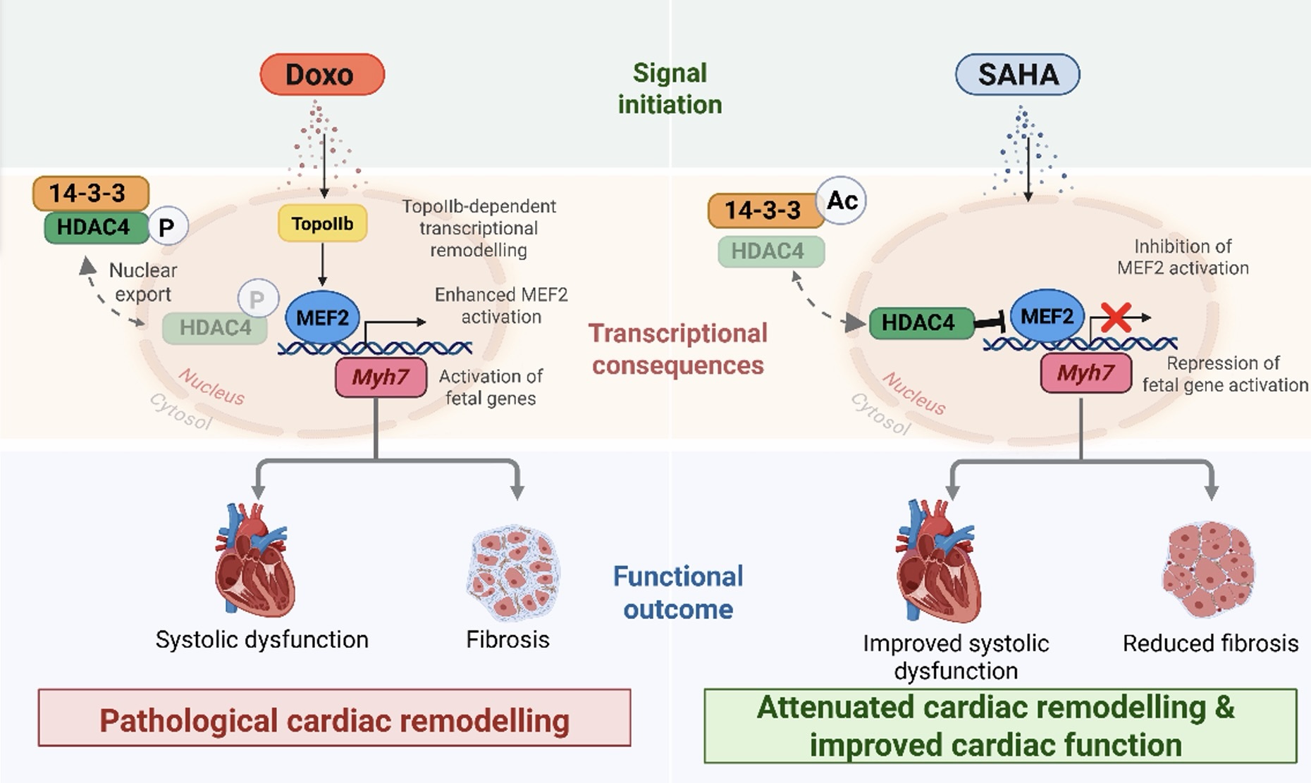 SAHA / HDAC4 / Doxorubicin Kardiotoxizit&auml;t Mechanismus